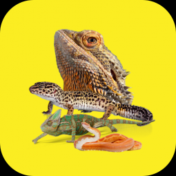 Reptile Care Guide